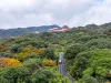 重庆南川：金佛山彩林“怒放”迎客
